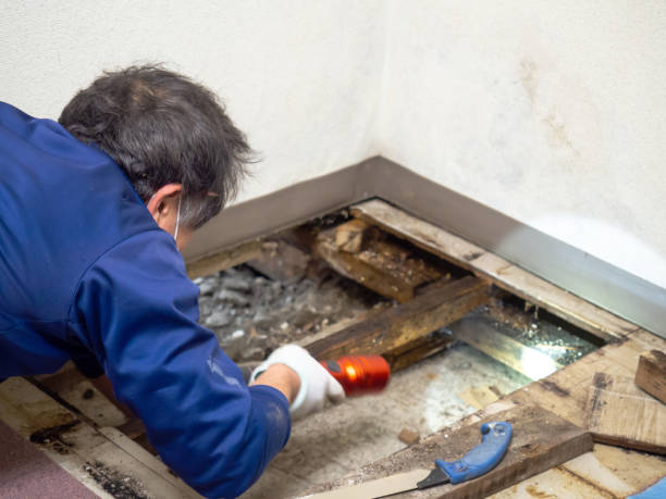 Best Local Mold Removal Service  in Saylorville, IA