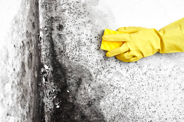 Best Mold Testing and Removal  in Saylorville, IA
