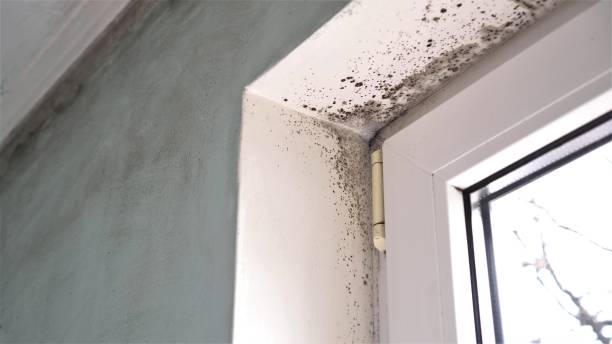 Best Home Mold Removal  in Saylorville, IA