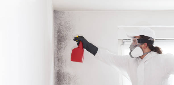 Mold Removal Process in Saylorville, IA