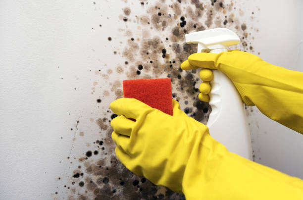 Best Emergency Mold Removal  in Saylorville, IA