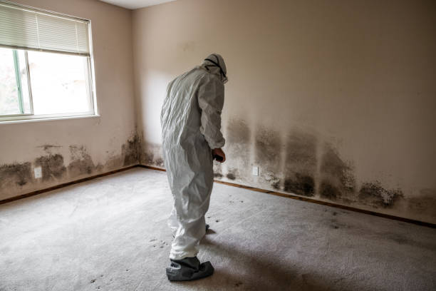 Best Toxic Mold Removal  in Saylorville, IA