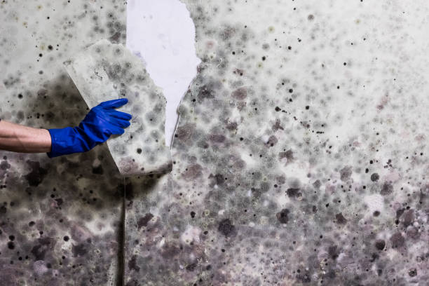 Trusted Saylorville, IA Mold Removal Experts