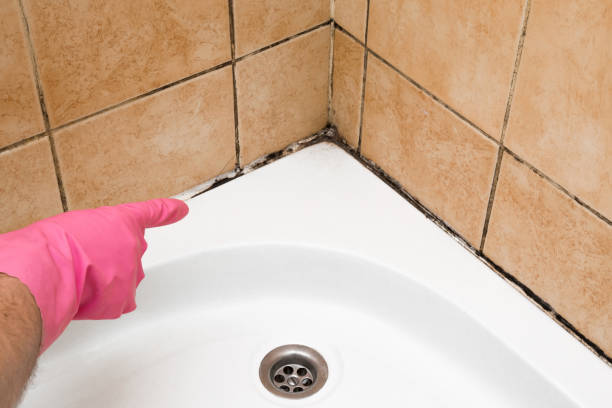 Home Mold Removal in Saylorville, IA