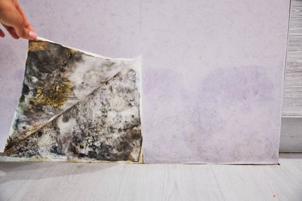 Mold Testing and Removal in Saylorville, IA
